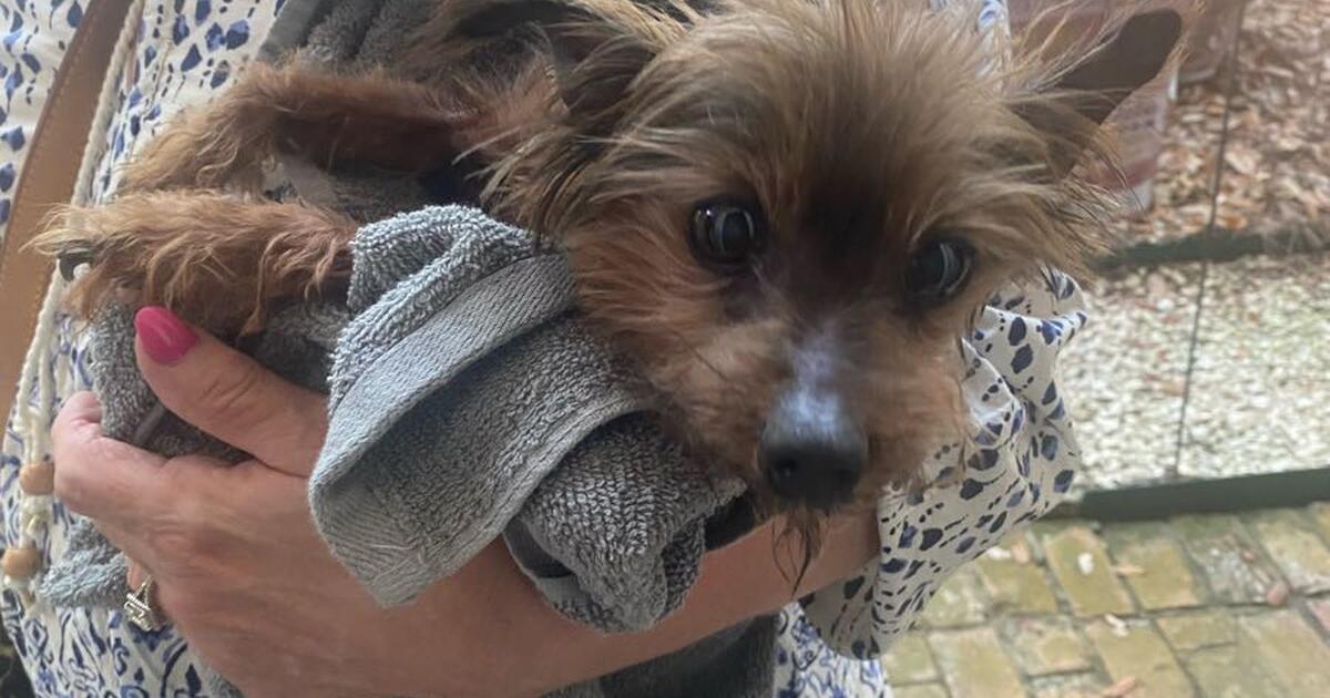 Anyone missing this puppy for Free in New Orleans, LA For Sale & Free