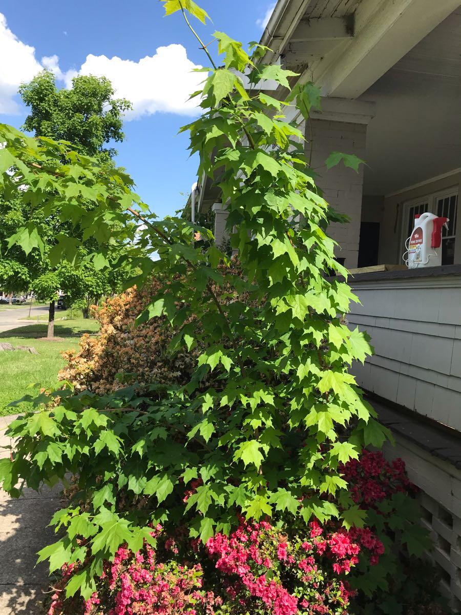 Free Trees! for Free in Roanoke, VA For Sale & Free — Nextdoor