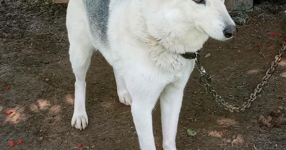 2 hybrid dogs for Free in Murfreesboro, TN Finds — Nextdoor