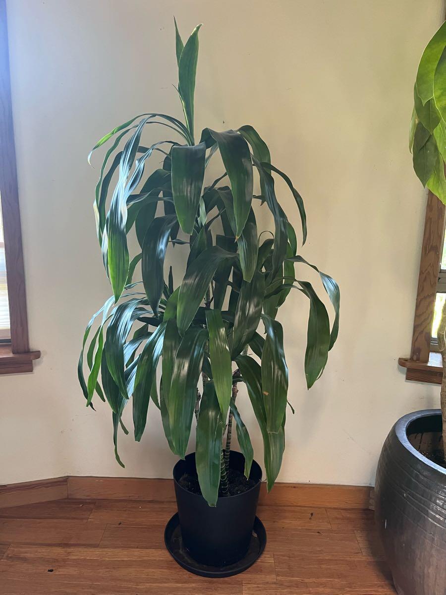 Dracaena 5'5 With Pot For $65 In Santa Rosa, CA | For Sale & Free   Nextdoor