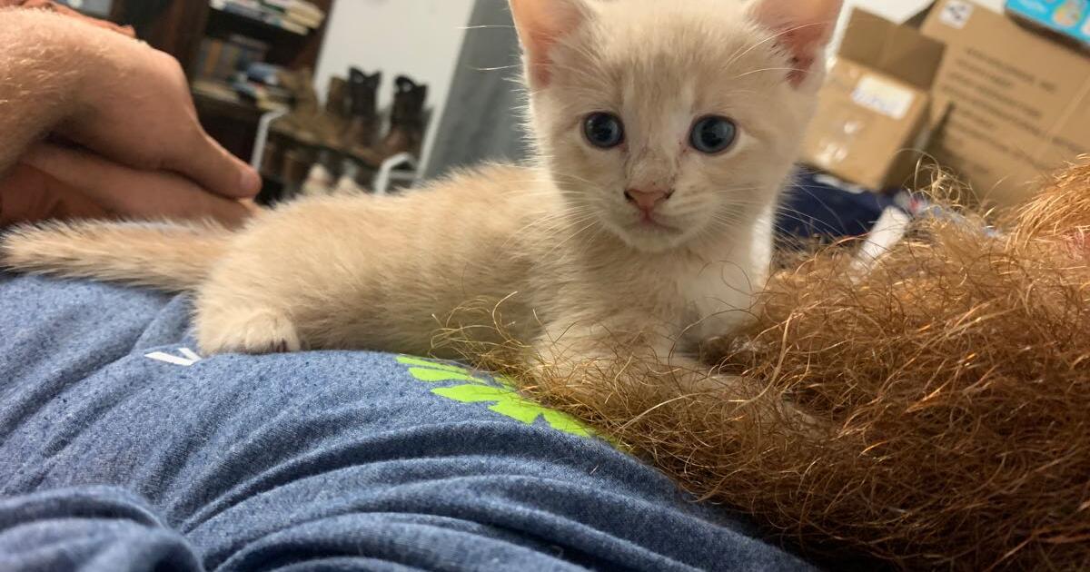 2 cute kittens for 20 in San Marcos, TX For Sale & Free — Nextdoor