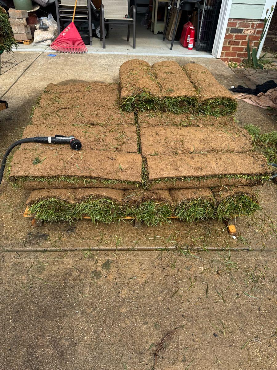 22 fresh fescue sod rolls for sale