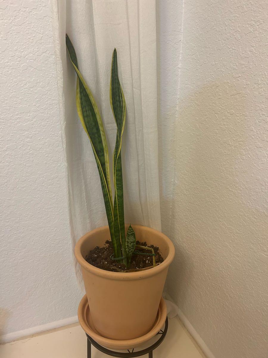 Potted Snake Plant With New Sprouts For $9 In Plano, TX | For Sale & Free   Nextdoor