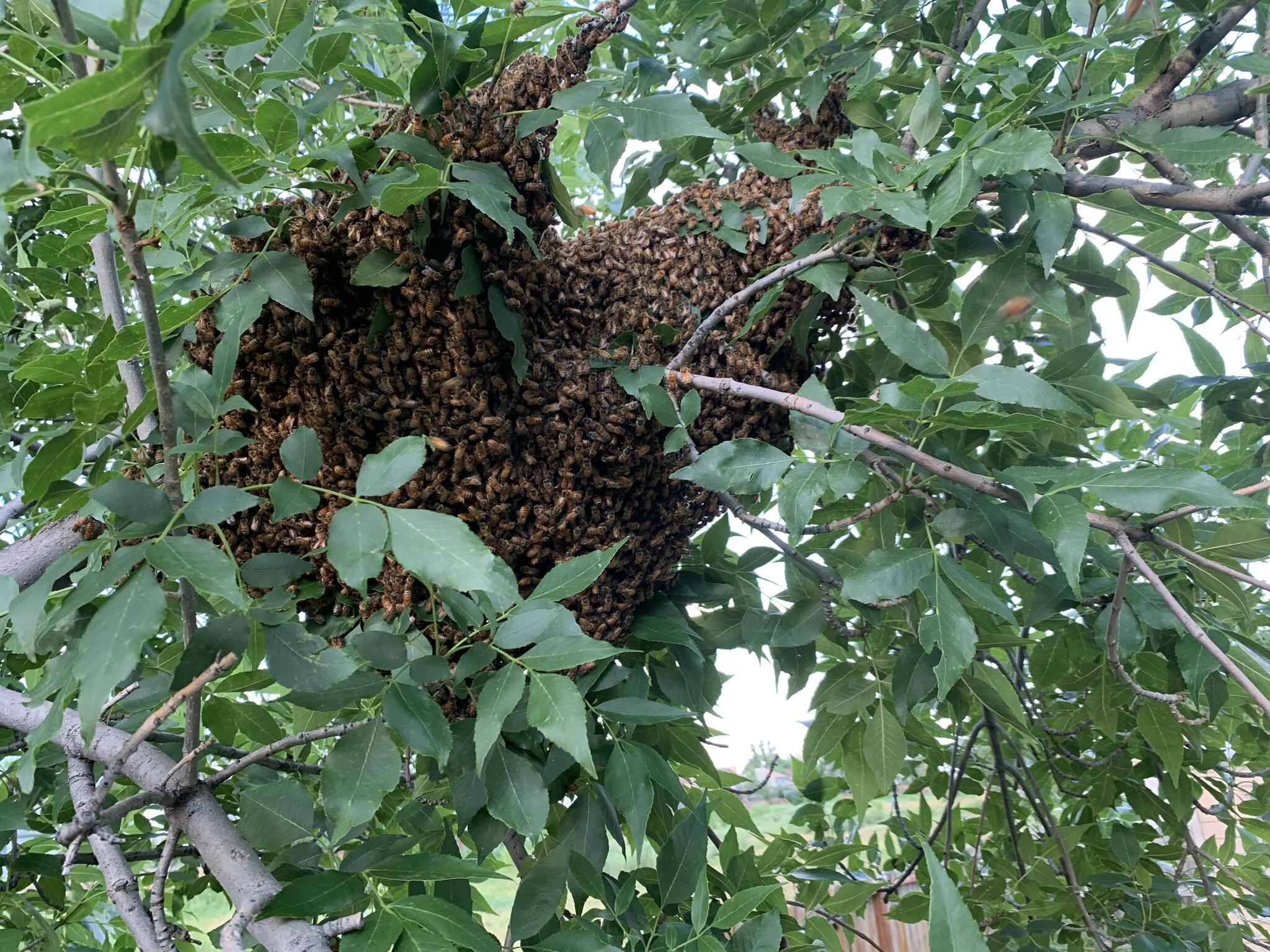 free-honey-bee-swarm-removal-for-free-in-colorado-springs-co-for