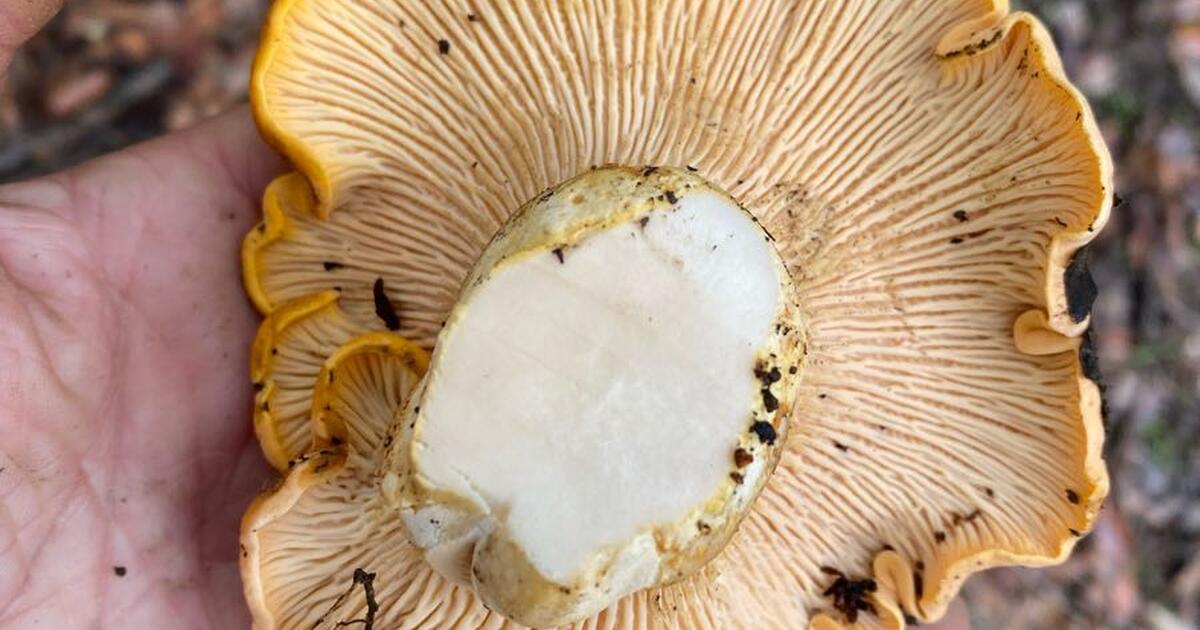 Chanterelle Mushrooms for 15 in Oakland, CA For Sale & Free — Nextdoor