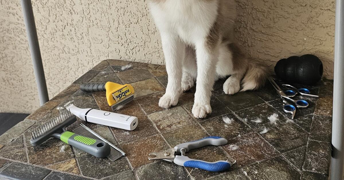 Free POMSKY PUPPIES for Free in Lehigh Acres, FL | For Sale & Free ...