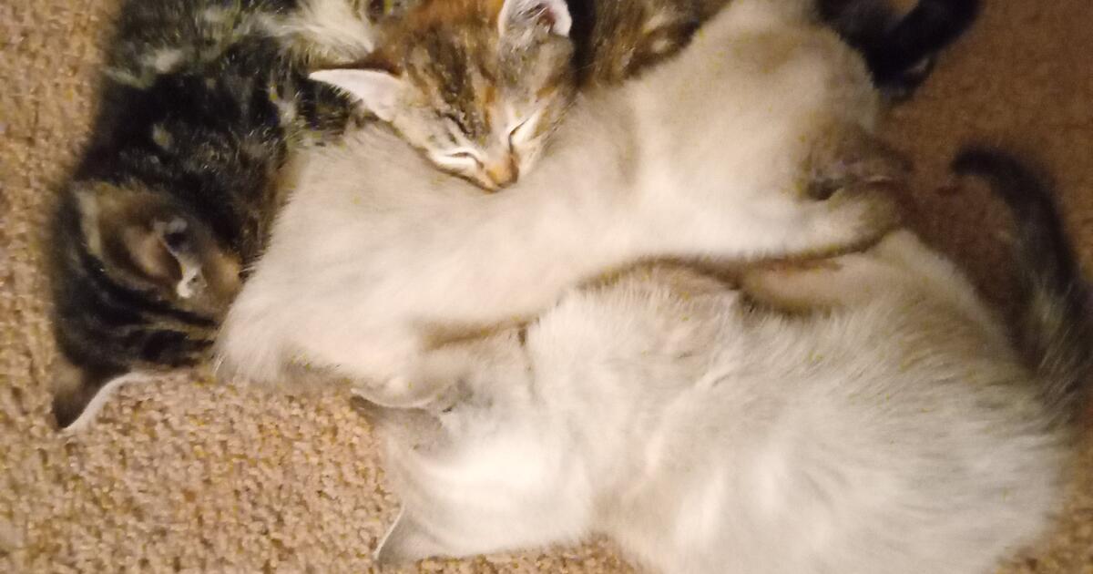 Free Kittens for Free in Pensacola, FL | For Sale & Free — Nextdoor