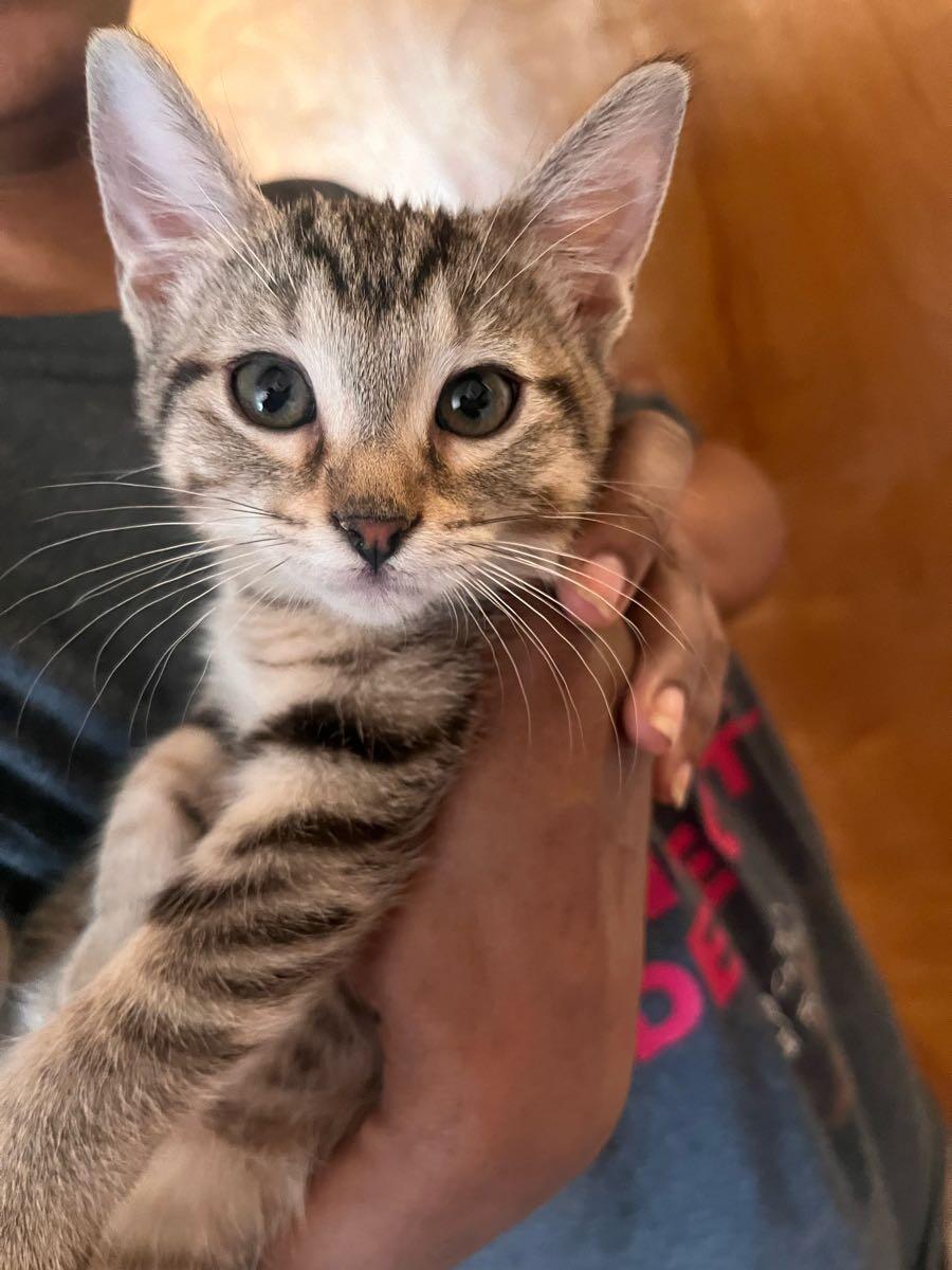 Kittens!!!!!!!!! for Free in Rockford, IL For Sale & Free — Nextdoor