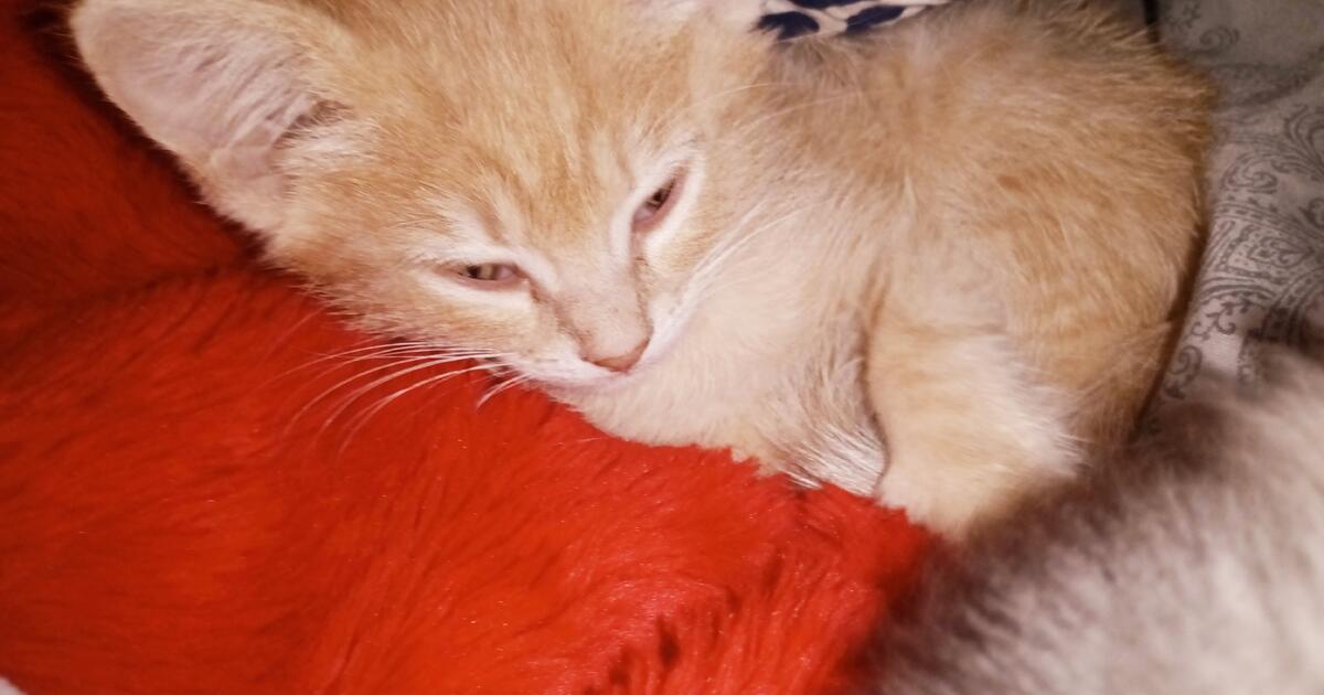 Cats n kittens for 25 in Colorado Springs, CO For Sale & Free — Nextdoor