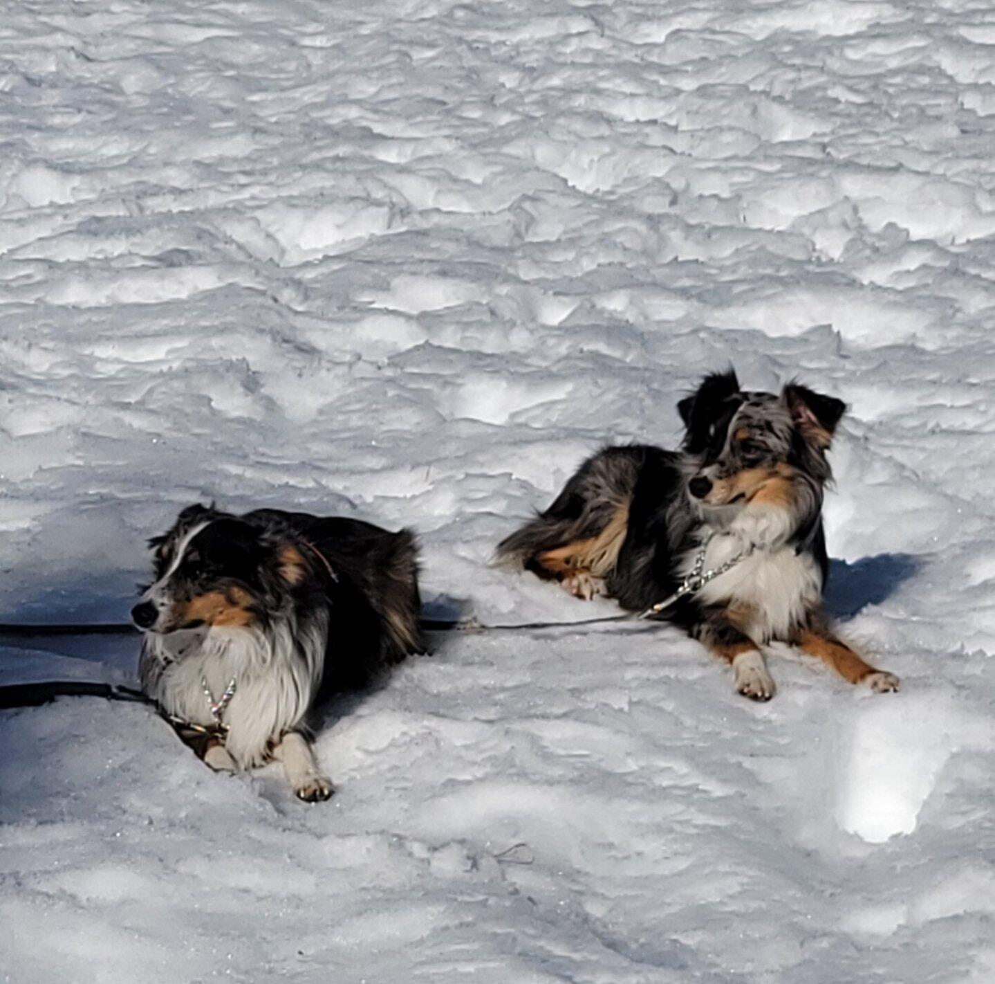 Need To Rehome Our 2 Beautiful 3yearold Male Blue Merle Mini