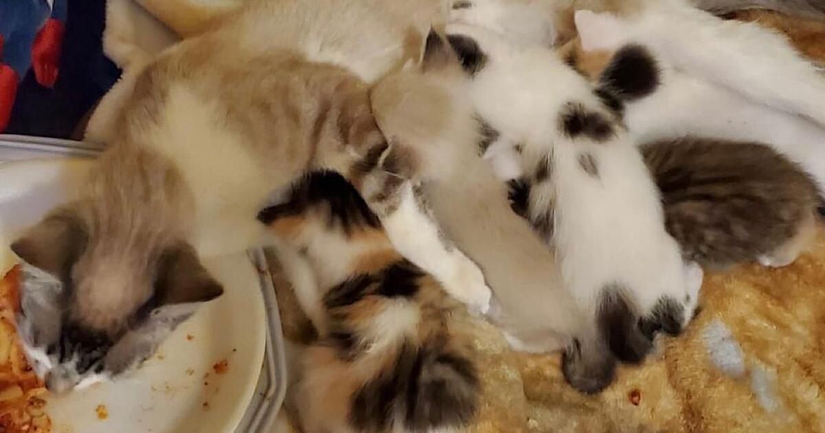 Calico kittens for 50 in Lakeland, FL For Sale & Free — Nextdoor