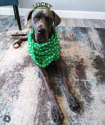 Happy dogs best sale play and stay