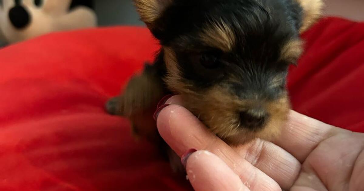 Teacup Yorkie in Simpsonville, SC For Sale & Free — Nextdoor