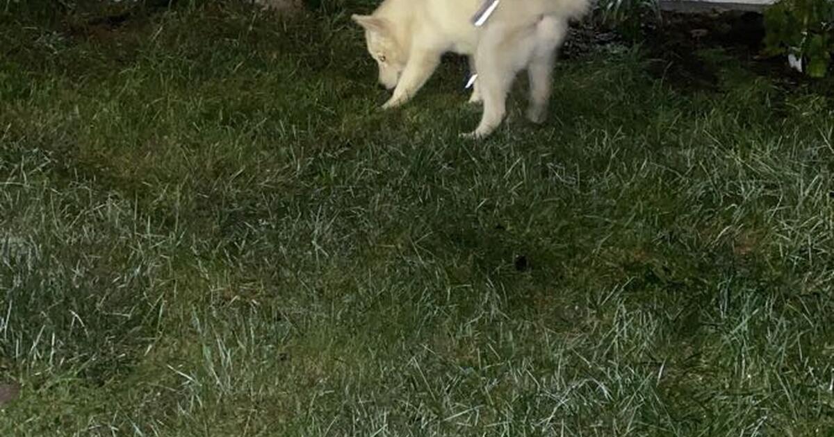 Husky siberiano for free in middletown oh for sale free nextdoor