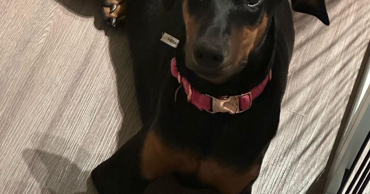 Doberman pinscher for 300 in Houston, TX For Sale & Free — Nextdoor