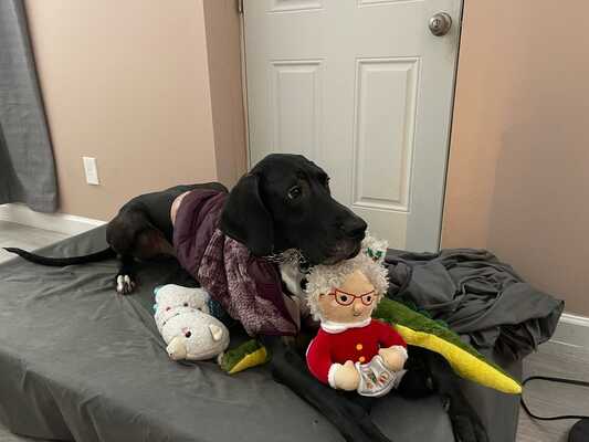 Hamm's pawsome dog deals wash