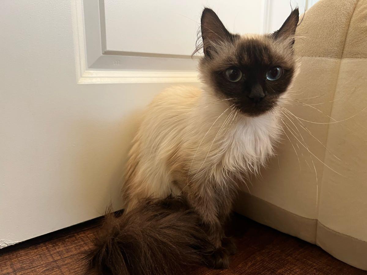 Female Siamese Kitten