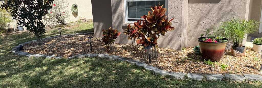 Lido Key front yard transformation — large oval bed with palms, agave, and color planting