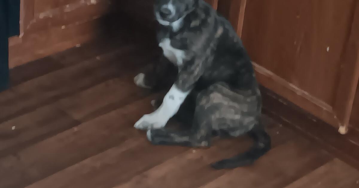 puppy for Free in Burleson, TX Finds — Nextdoor