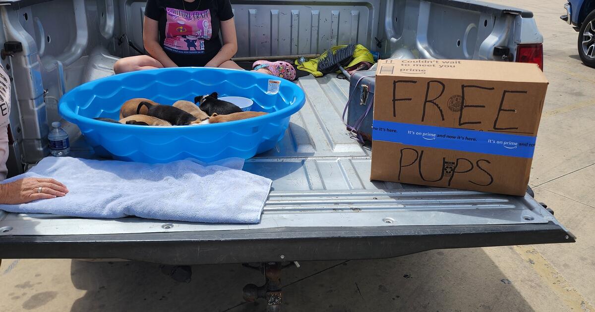 Free PUPPIES for Free in Floresville, TX | For Sale & Free — Nextdoor