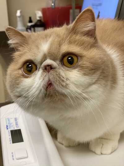 Alderwood veterinary online