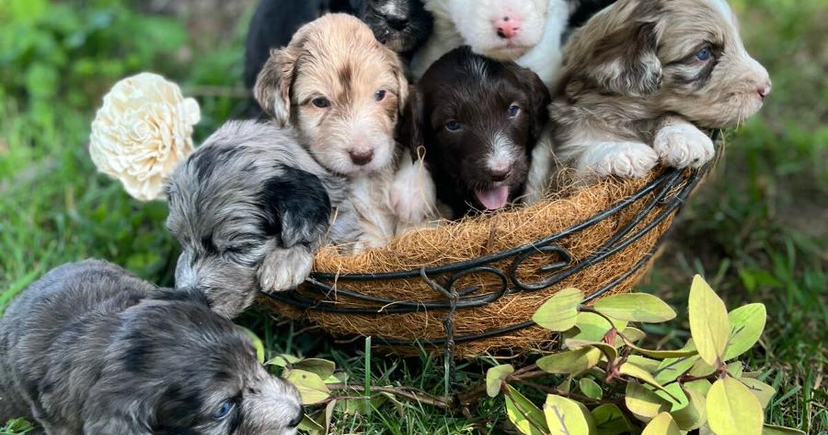Puppies for sale!! in South Bend, IN Finds — Nextdoor