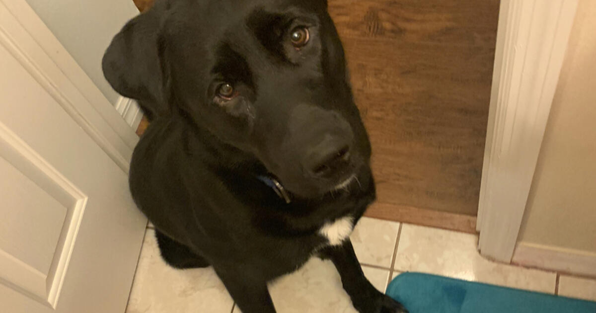 Good dog looking for a home for Free in Kissimmee, FL Finds — Nextdoor