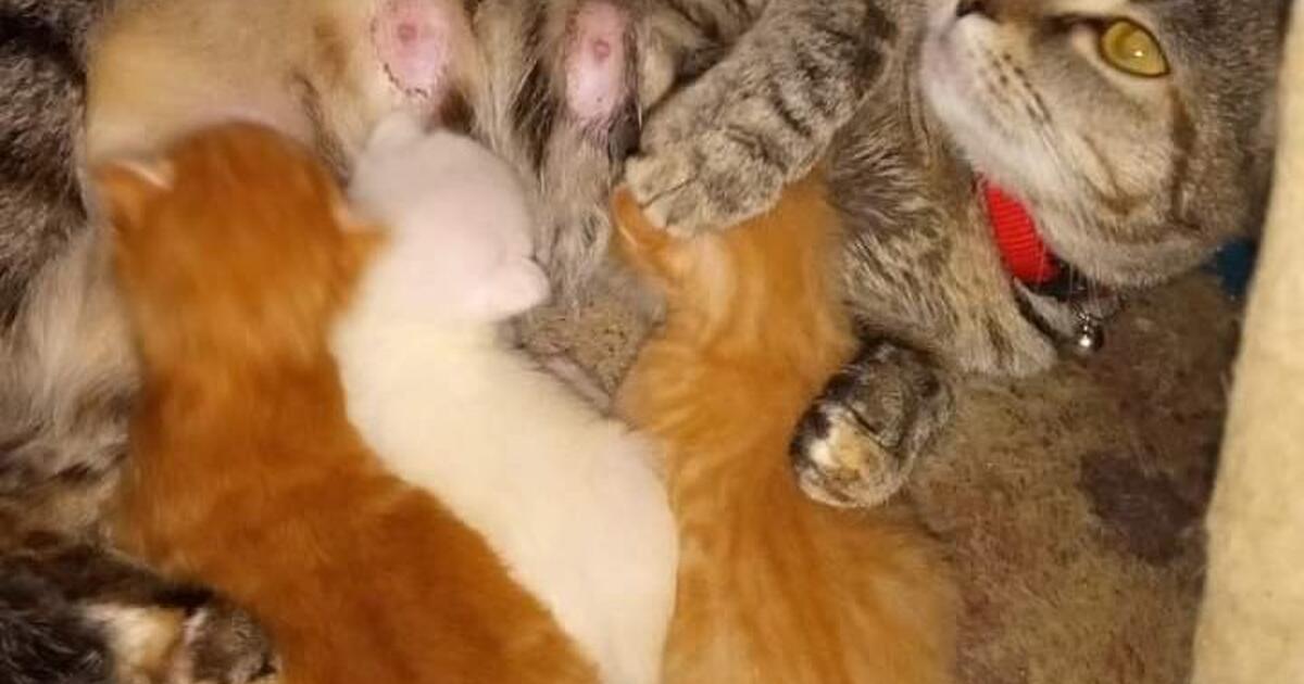 Siamese kittens for 50 in Louisville, KY Finds — Nextdoor