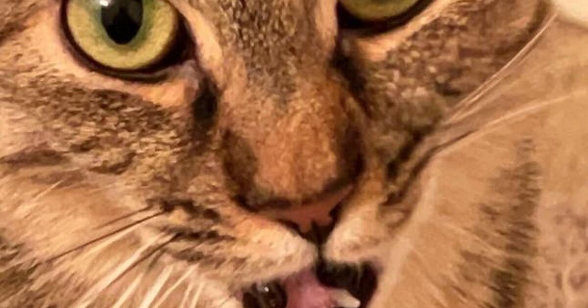 female cat for Free in Greenwood, IN For Sale & Free — Nextdoor