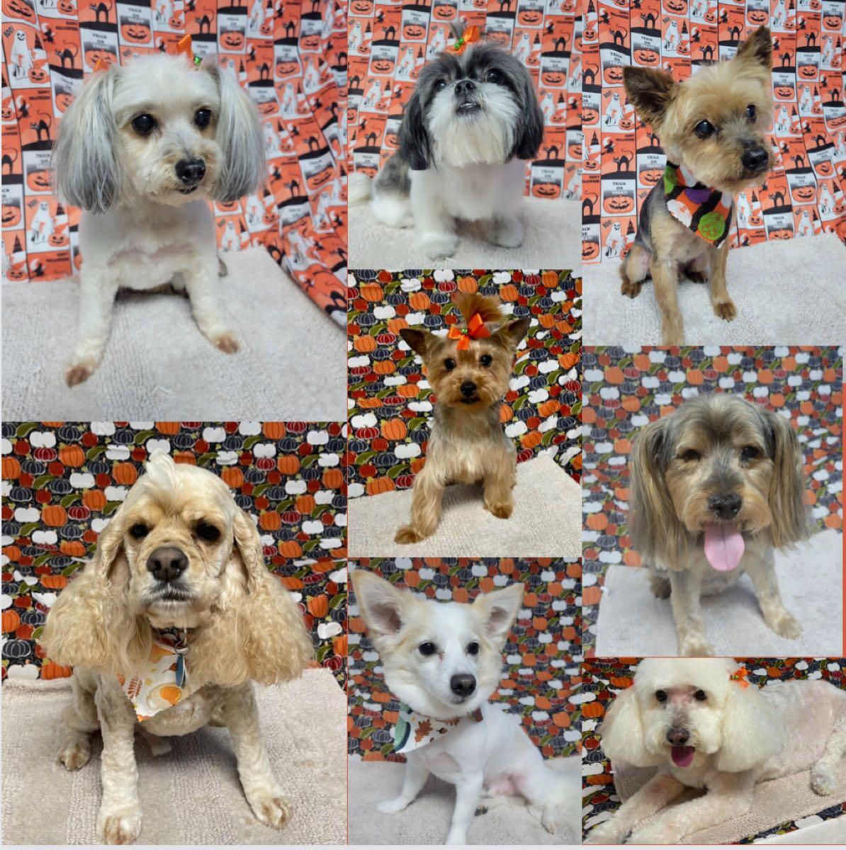 Bubbles Dog Grooming - Katy, TX - Nextdoor