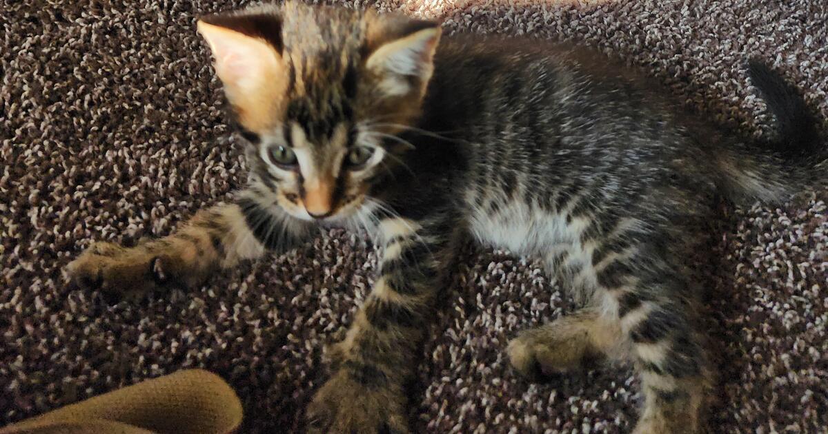 Kittens for Free in Cedar Rapids, IA Finds — Nextdoor