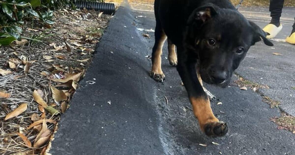 Puppy for sale for 850 in Villa Rica, GA For Sale & Free — Nextdoor