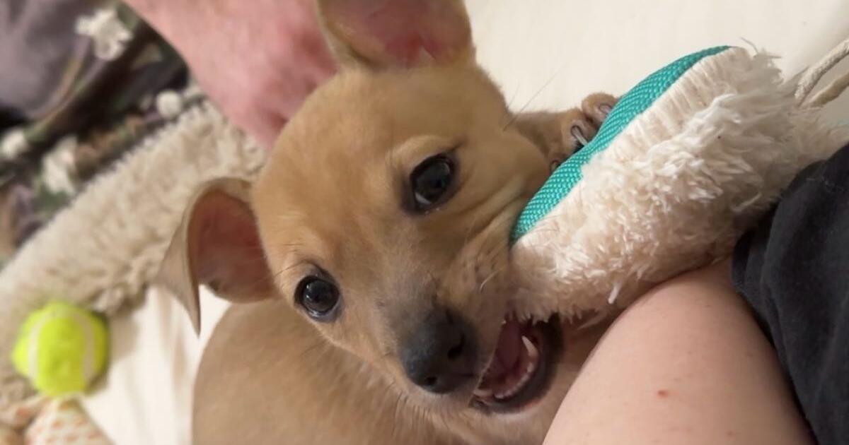 Rehoming puppy for 100 in Cypress, TX For Sale & Free — Nextdoor