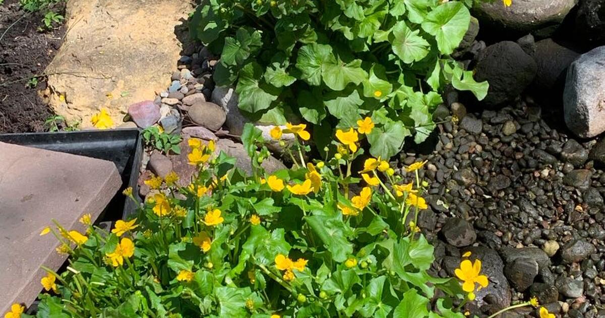 Pond plants for sale. for 10 in Hoffman Estates, IL Finds — Nextdoor