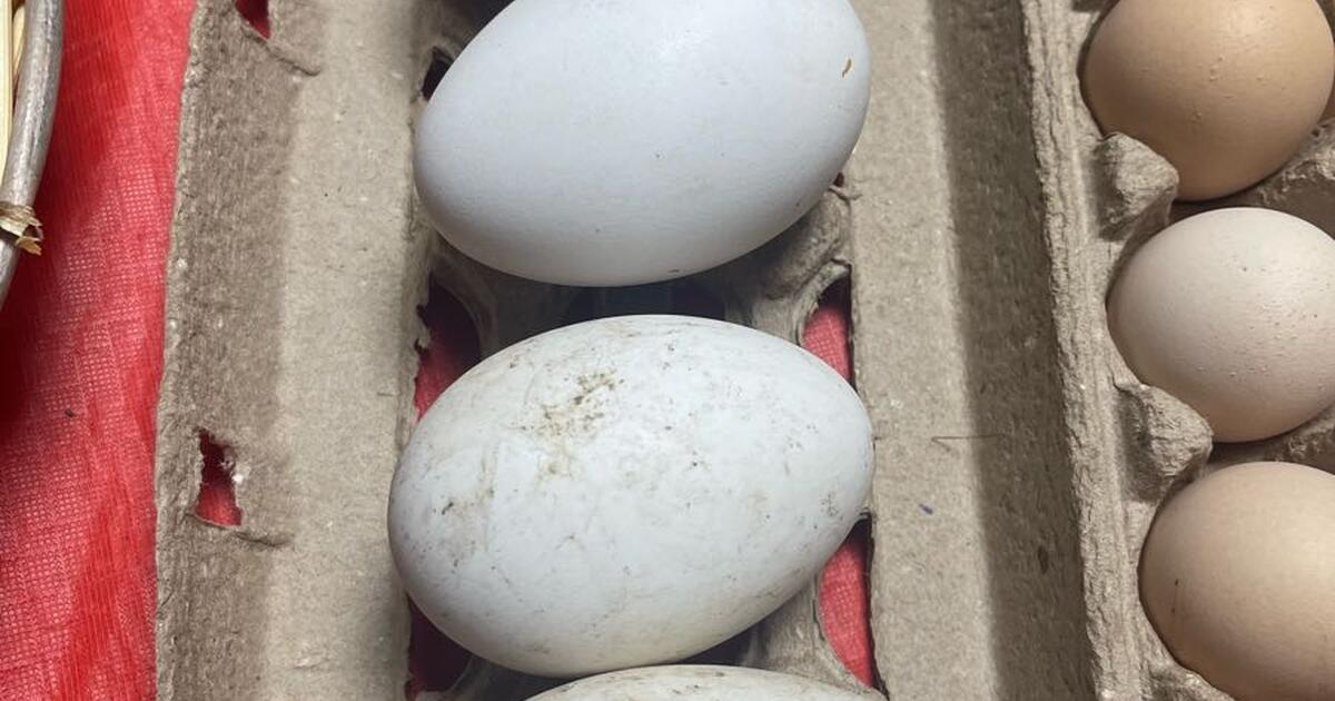 Fertile Goose/ duck eggs for $12 in Vista, CA | For Sale & Free — Nextdoor