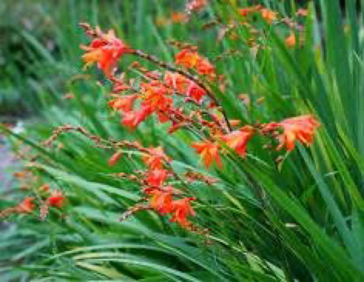 Free Crocosmia, orange, Four O'clocks, purple-pink