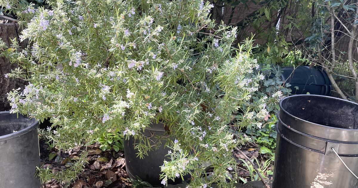 Well established potted rosemary bush for $25 in Berkeley, CA | For ...