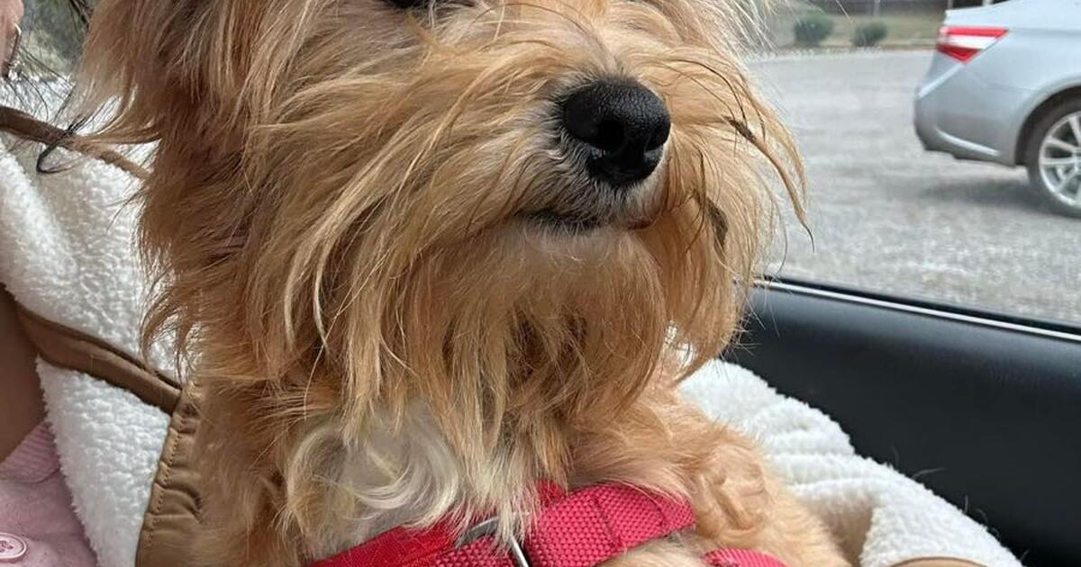 Need To Rehome Asap For 50 In Indian Trail NC For Sale Free need-to-rehome-asap-for-50-in-indian-trail-nc-for-sale-free