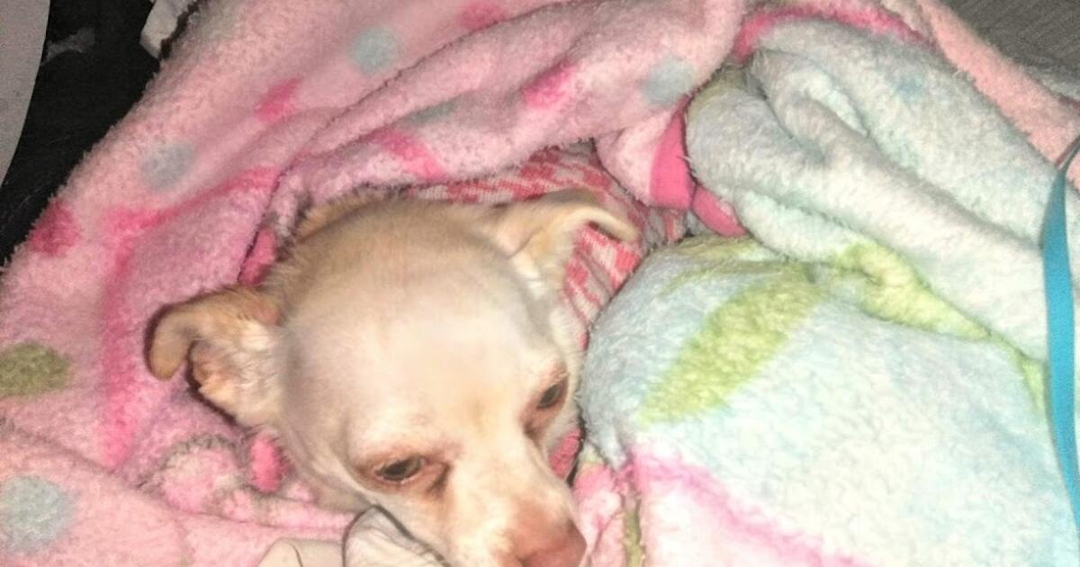 Chihuahua beige doggy for free for free in south gate ca for sale