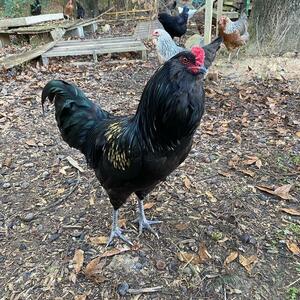 Rehoming roosters