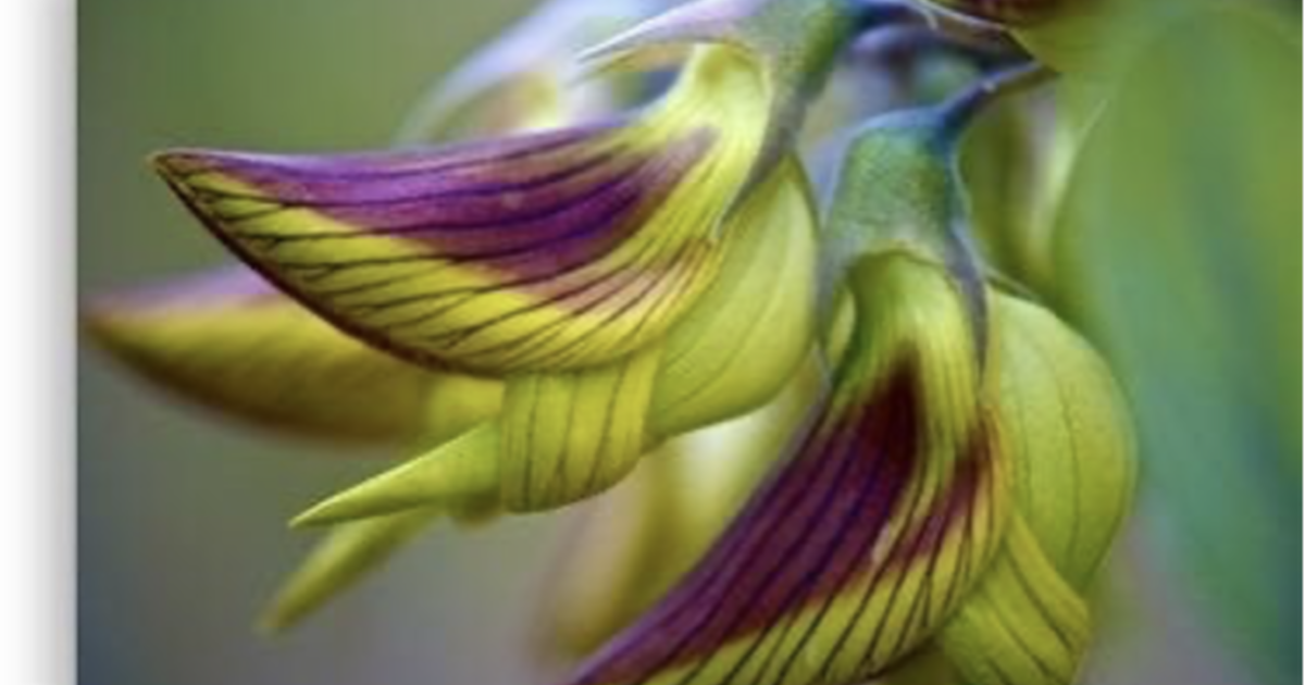 Pack of seeds for Free in Blacklick, OH For Sale & Free — Nextdoor