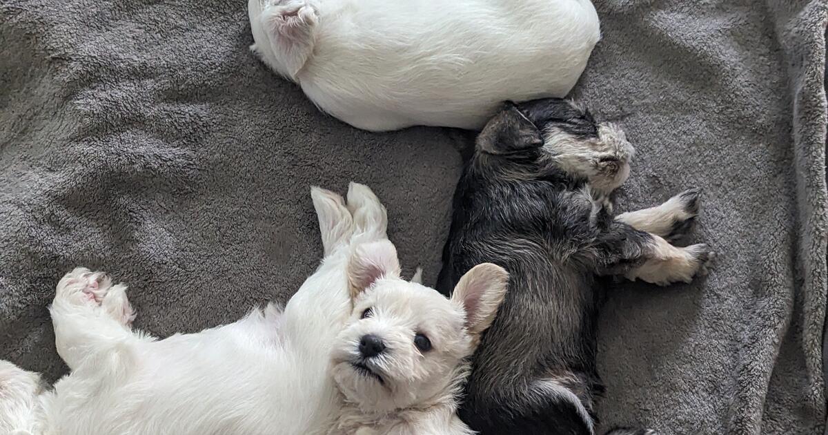 ONLY TWO LEFT....Miniature Schnauzer in Gainesville, FL Finds — Nextdoor