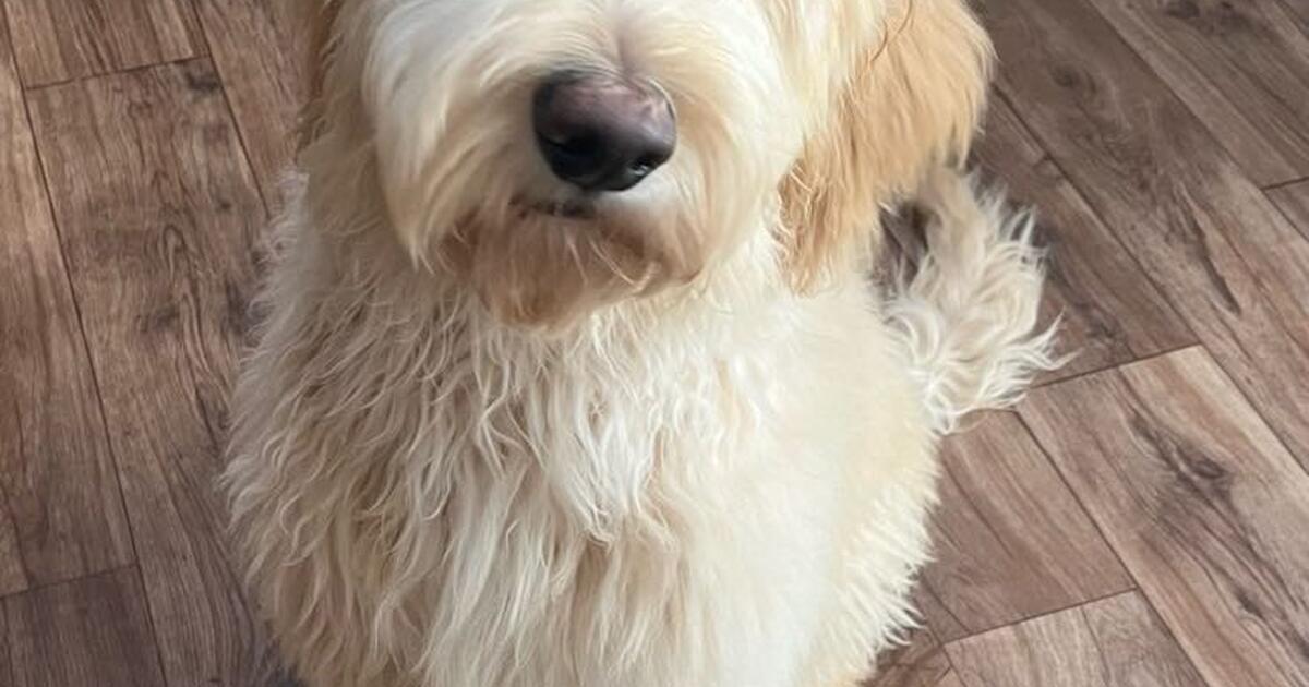 Goldendoodle Puppy in Clarksville, TN For Sale & Free — Nextdoor