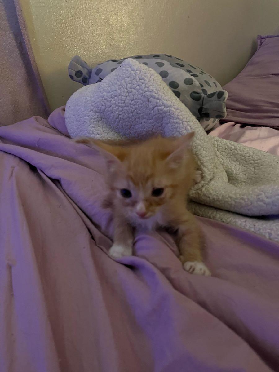 Kittens for Free in Lakeland, FL For Sale & Free — Nextdoor