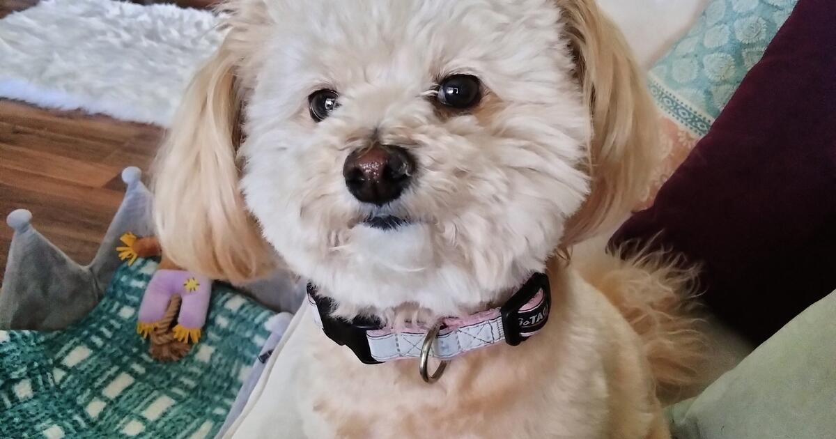 PET SITTER For Free In Las Vegas NV For Sale Free Nextdoor PET SITTER For Free In Las Vegas NV For Sale Free Nextdoor