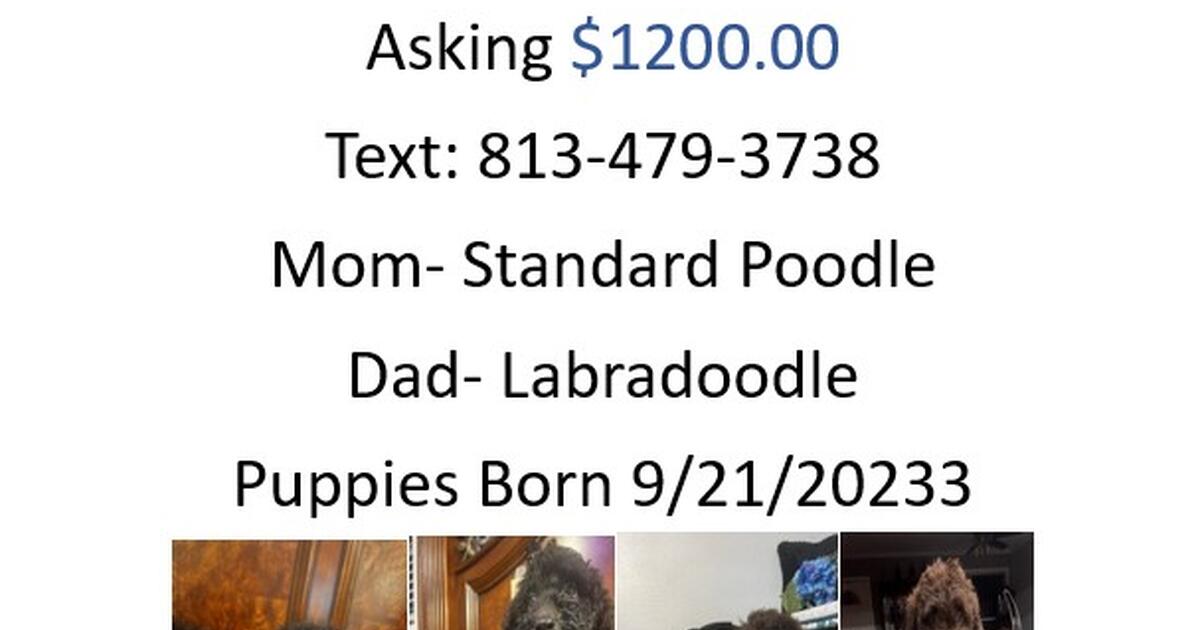 Christmas gifts in Zephyrhills, FL For Sale & Free — Nextdoor