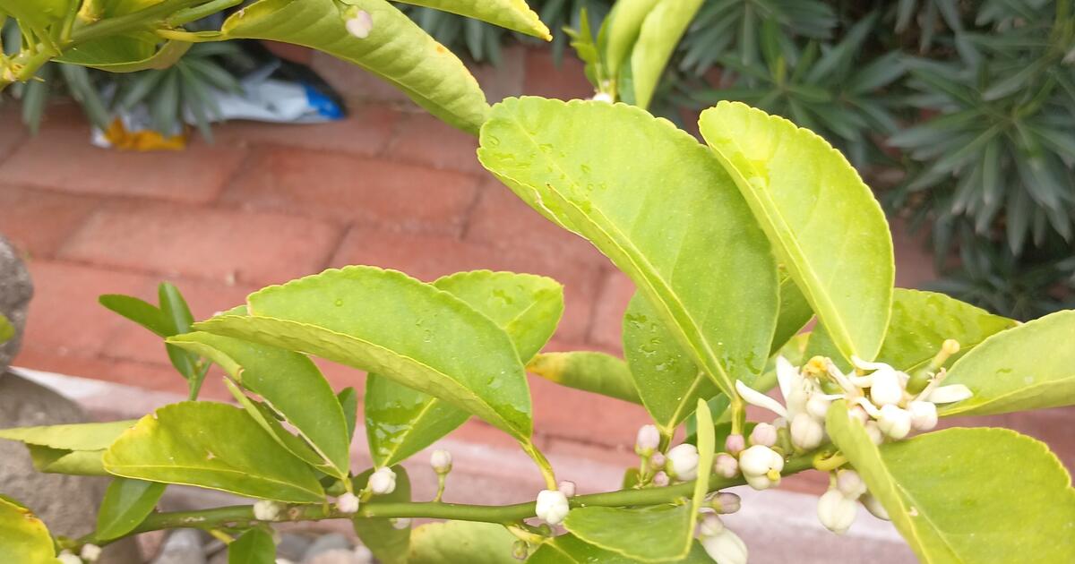 Dwarf Persian Lime Tree for 50 in Scottsdale, AZ For Sale & Free