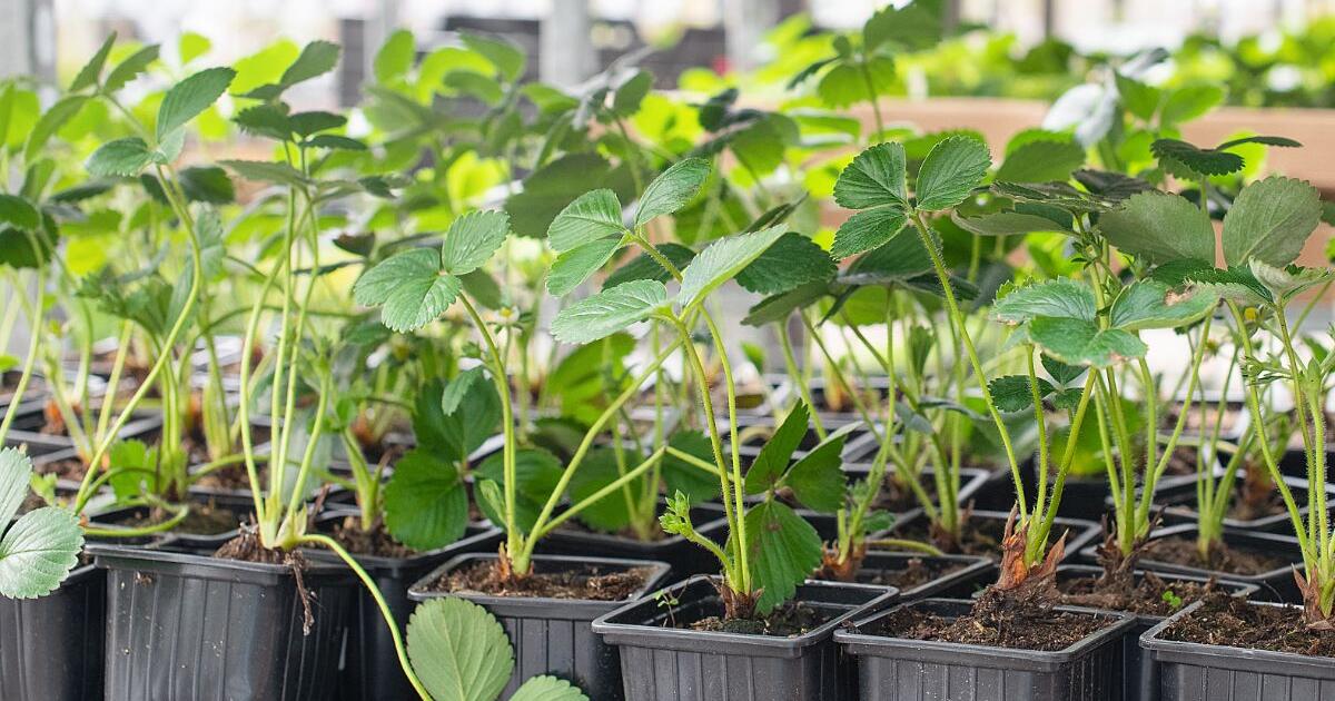 Over 500 Junebearing strawberry plants for sale 3 each for 3 in