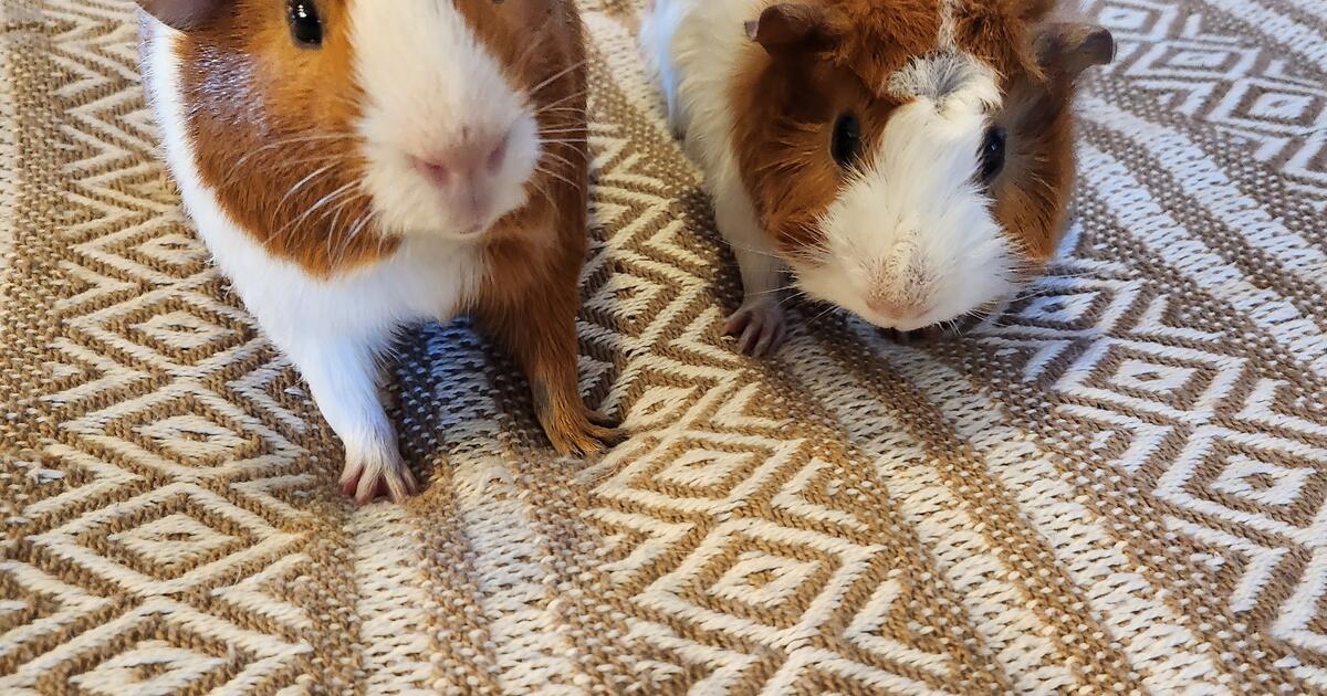 Needing To Rehome Guinea Pigs for 100 in Johnstown, CO For Sale & Free — Nextdoor