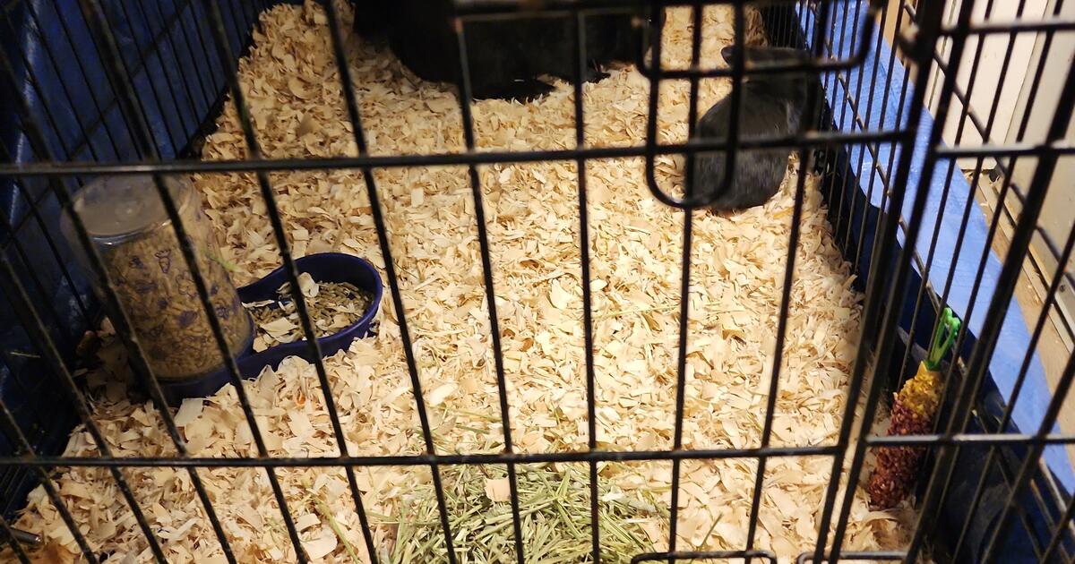 2 Alaskan rabbits with cage for Free in Dayton, OH Finds — Nextdoor